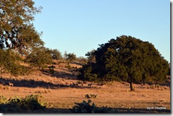 Across from Buckhorn RV Resort