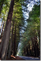 Avenue of the Giants