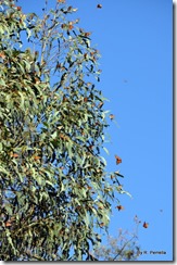 Butterflies airborn