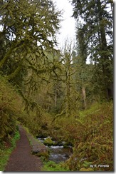 Hike to Munson Creek Falls