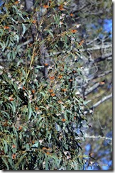 More Butterflies
