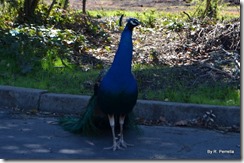 Peacock by the Temple