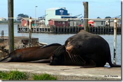 Really Big Sea Lions