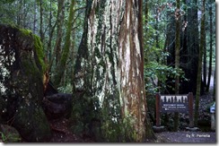 Redwoods in Montgomery Woods Reserve