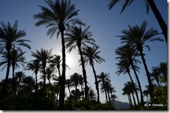 Shields Date Trees