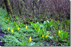 Swamp Lanterns