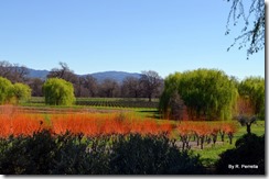 View from the winery