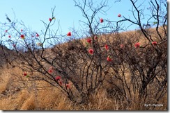 Wild Rose Pass