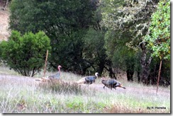 Wild Turkeys