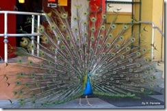 male peacock