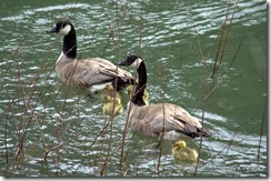 Geese family