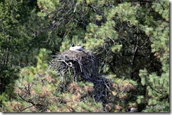 Goose in an Osprey nest