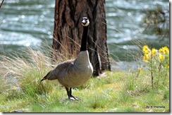 Goose posing