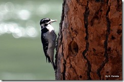 Woodpecker by our window