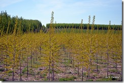 Greenwood tree saplings