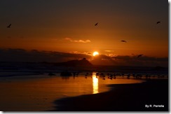 Jonathan Livingston Seagull sunset