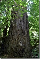 Millponds biggest tree