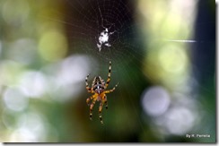 N. Umpqua Trail spiders