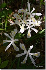 White wild iris