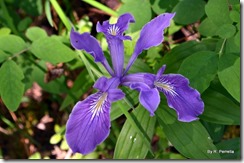 Wild purple Iris