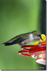 drinking hummingbird