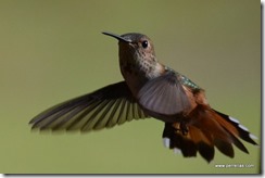 In Your Face Hummingbird