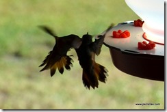 hummingbird fight