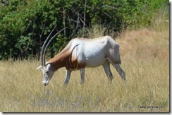 Scimitar horned oryx
