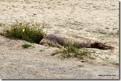 Sunbathing seal at Sunset Bay South