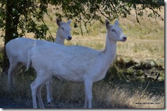 White Fallow Deer