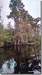 historical Manchac Swamp