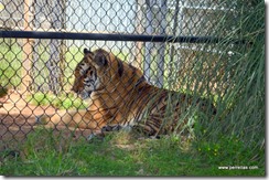 Tiger in the swim hole area