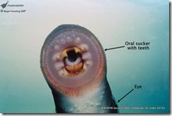 Picture of a lamprey