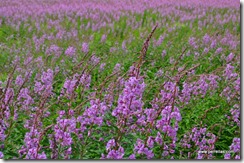 Fields of purple