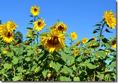 Sunflowers at Heritage