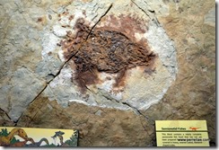 Semionotid fish fossil with scales