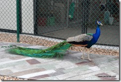 grounds peacock