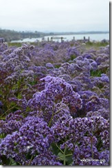 Seacoast purple flowers