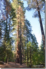 John and the Giant Sequoia