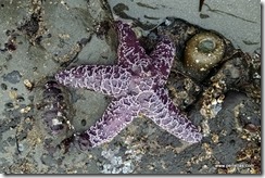 Purple Sea Star